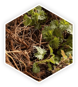 Stinging Nettle